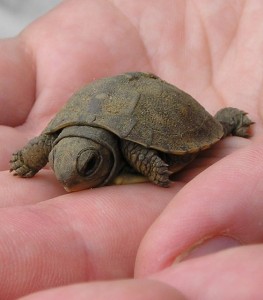 A hand holding a baby turtle